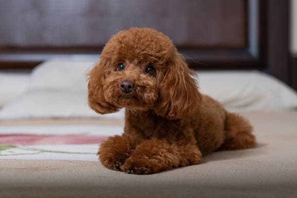 Caniche toy